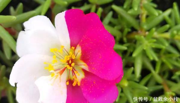 阳光■4种最适合夏天养的花,越热越潮长得越好!3个月阳台变花海