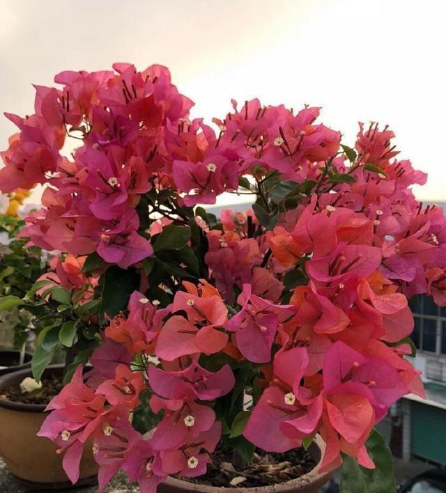  #三角梅#三角梅怎么修剪？记住“1点”，开花更多，枝繁叶茂，蹭蹭开爆盆