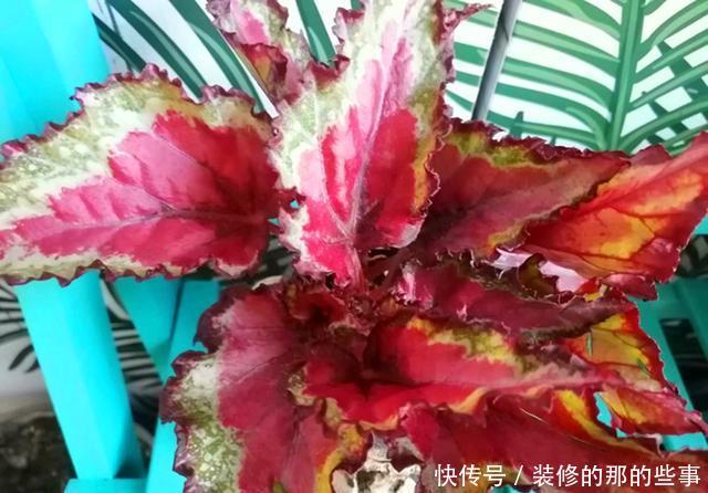 适合■这观叶植物美貌不输矾根,比矾根更耐阴,适合室内养护