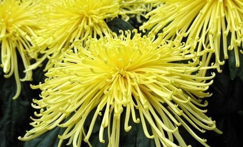 【加倍】喜欢赏菊,就选“佛光再现”,花开“金光四射”,好养易活美极了