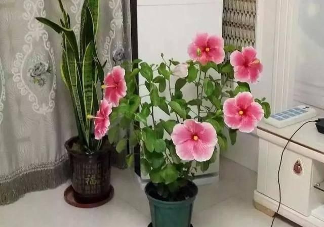  『名字』这3种花 明明开得如此美丽 却被名字给耽误了