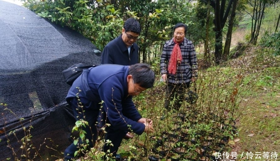  [地球]世界上最珍稀的树，全球仅有浙江舟山这一棵，被称为“地