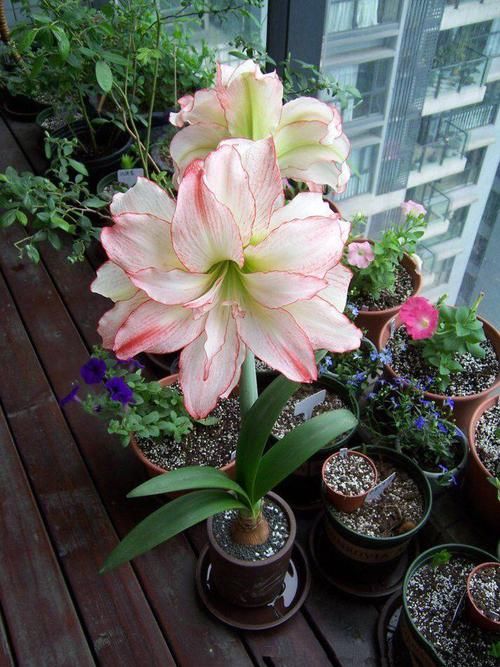  『观赏价值』中国产的世界名花，花形艳丽不逊牡丹，花期达半年，观赏价值极高