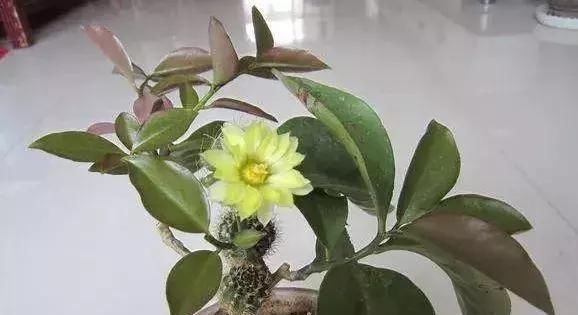  叶仙的枝条■叶仙嫁接仙人球，树上长出绿球球，还能开花，真是第一次见