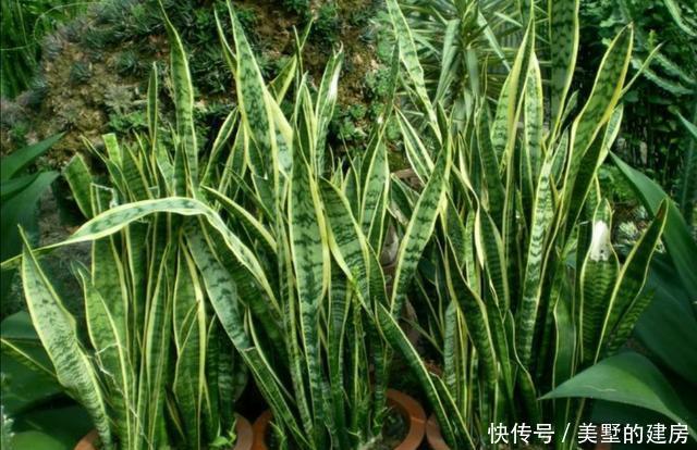  发软|室内养虎尾兰，叶子发软、暗淡无光，需加强4个方面的养护