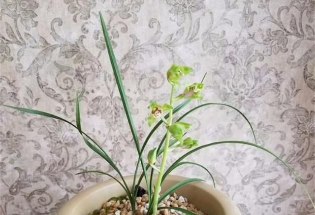  「烂根」养兰花，浇水时有3大误区，不要碰，不然烂根又烂叶