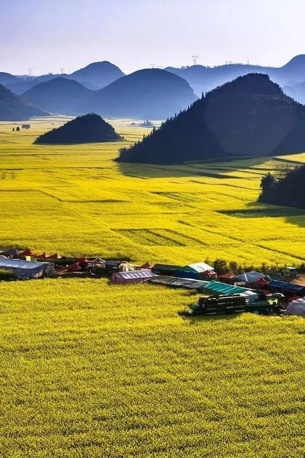 中国最美的油菜花海,油菜花逐渐“染黄”了神州大地