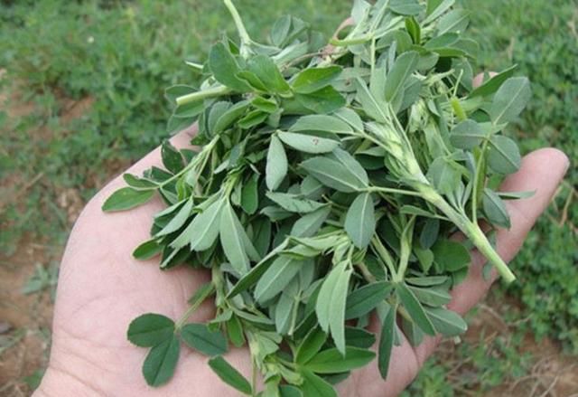  食物：人称“食物之父”，是最古老的野菜之一，如今到处是，你