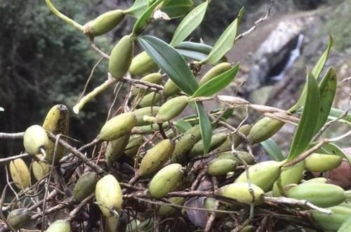  杂草：石缝里的“杂草”，能结翠绿的“果子”，甚是少见，拔走1棵少1棵