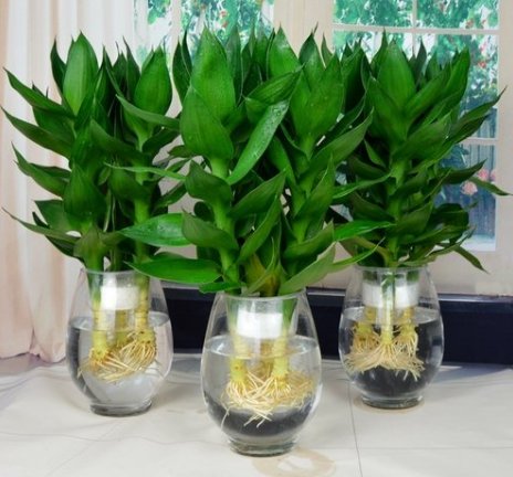  [迎接]家中养观赏花，不妨养盆“好运”花，新的一年迎接好运，万事兴旺