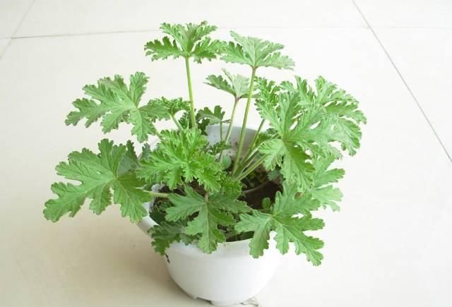  「环境中」卫生间异味重？试试养这几种植物，轻松祛除异味！