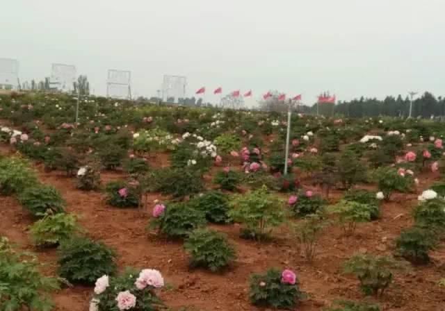  『花开』牡丹园落脚泗水，花开正艳，超全品种，美哭了！