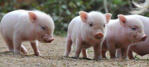  「二师兄」病死的“二师兄”最终都去了哪？养猪场老板说出答案