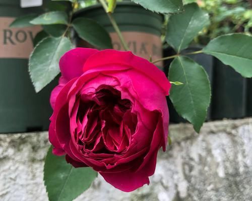  「营养」月季扦插的弱苗怎样养壮实？营养是关键，光照不能少，养根是基本