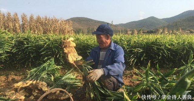 1亩产9000斤，农民种植它，2亩地丰收18000斤