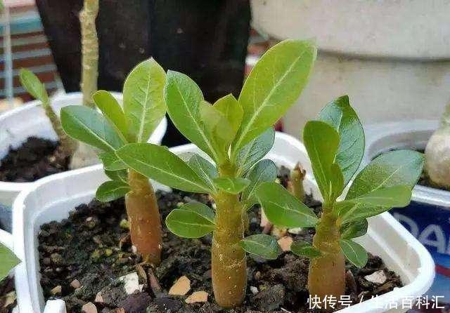  [养花]家庭养花如何浇水？注意3个“细节”，根系壮，开花多，植株旺