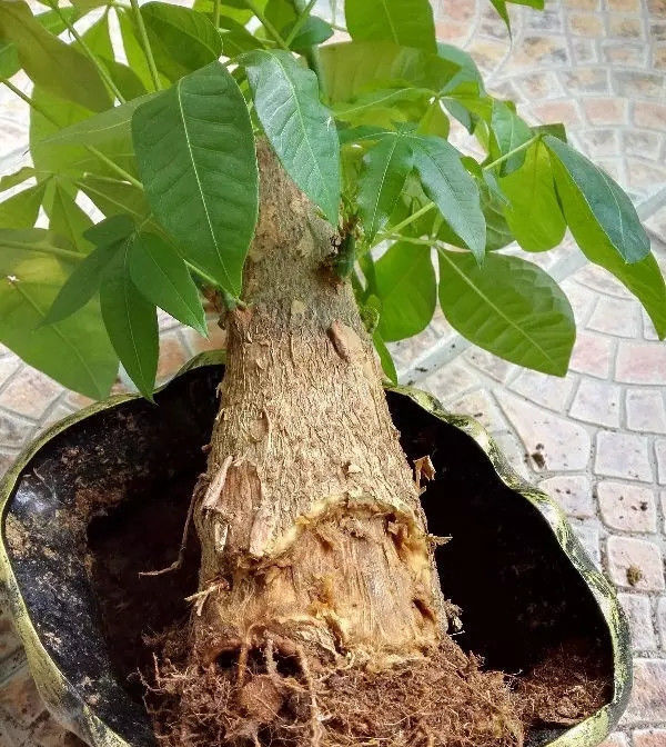  [浇水]发财树烂根怎么办？只需沾点它90%能救回，还能让叶片肥厚绿油油！
