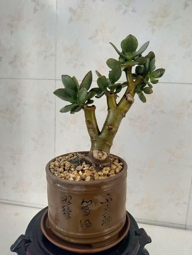 『养分』没想到玉树也能开花,茂盛小花倍感珍惜,学会技巧就能年年赏!