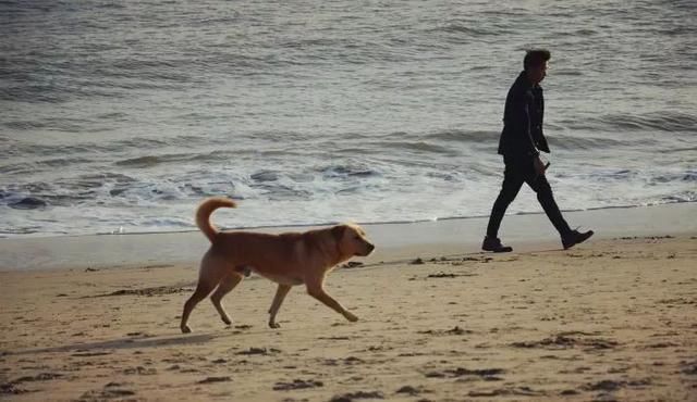 在网上被骂，在小区里被打，竟然还有人要毒我们的狗，为什么现在