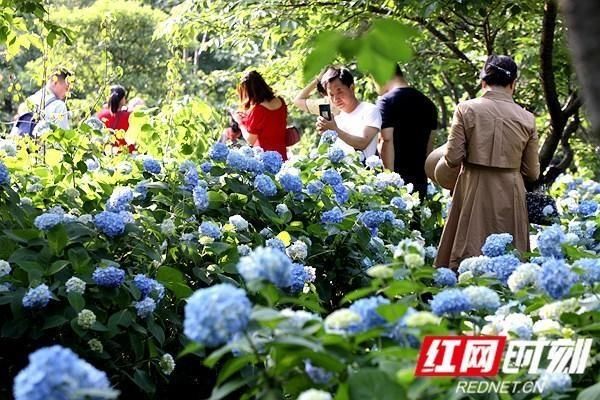  【植物园】湖南规模最大、花色最全的绣球花展，正在初夏绽放
