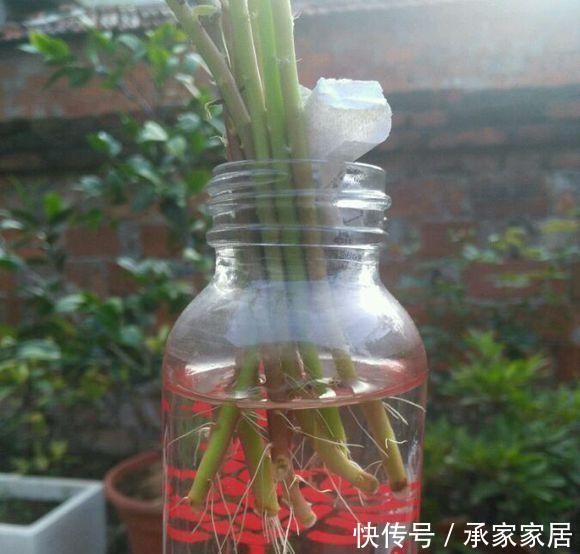  【水培起来】繁殖太阳花，用这“1招”，生根快，漂亮旺盛，养出一盆又一盆