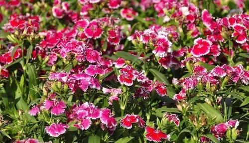  #沁人心脾#人称“开花大王”的?5种花，绚丽多彩，沁人心脾，夏天也能开爆