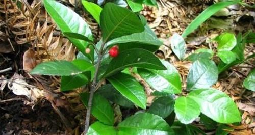  『盆栽』这种植物，可入药可盆栽，农民见到就拔，价值珍贵，见到要重视！