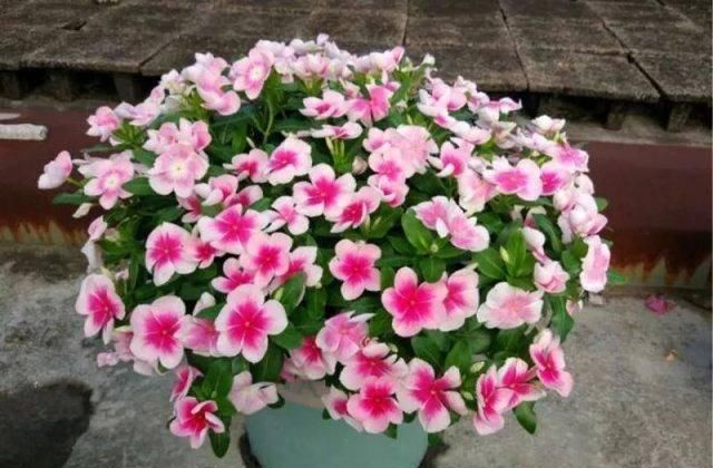  「充足的水分」6种花“喜欢水”，现在养，浇水就呼呼冒新叶，不费劲就长一大盆