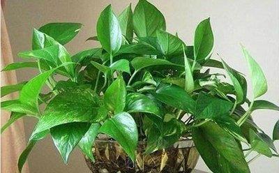 喜欢■喜欢在家中养护花卉,就养护3种花卉,花色艳丽,欣赏价值高的花