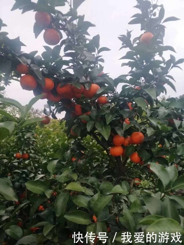 砂糖橘，天使的面孔背后，是魔鬼！