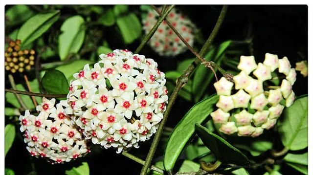  「气根」4月是这7种花的绝佳生长期，房前屋后都爬满！开出一堵花墙！