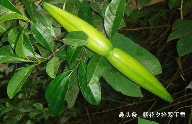  #农村#农村常见的野草，农民朋友们很讨厌，殊不知可以入药使用