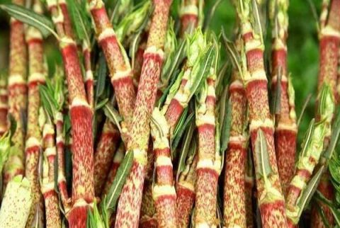 农村有一种植物，能当零食也能当菜品，很多90后表示没见过