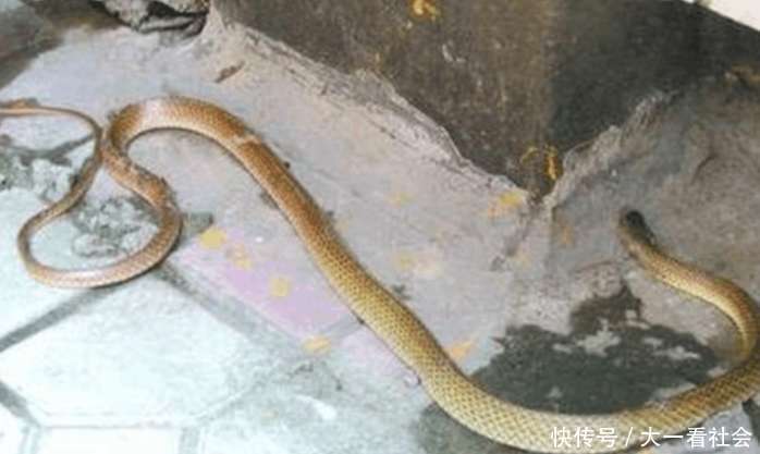 有种说法蛇进家不能打死, 传言是真是假, 真相让你吃惊