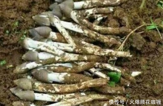  #野味#农村山上采摘的这个“宝贝”，一斤能卖近百元？竟还那么受欢迎！