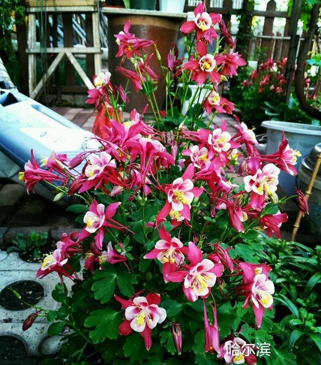  『种植』此种观赏植物很耐寒，东北也能种，花色美丽、花期长，种植很容易