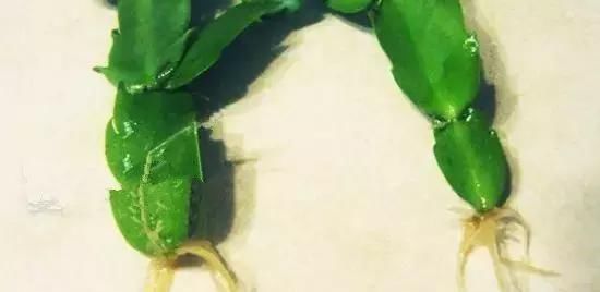  【植物生根】张大姐养花8年,把花种在“泡沫箱”里,阳台变成小花园,好看!