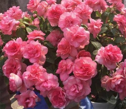  『凤仙花』养盆凤仙花，常年开花，花瓣能染指甲，小时候过家家经常玩