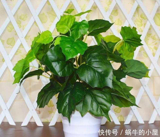  「尿素」花草施肥时，尿素加什么可以使叶子变浓绿？来了解了解吧