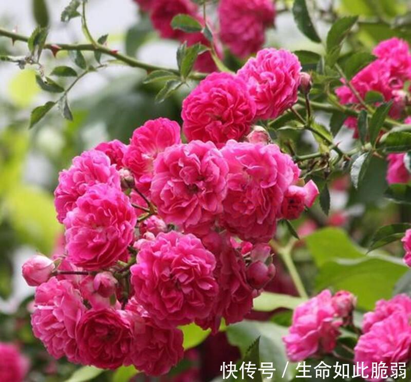 此花被誉为香水之花,花期长达6个月,院子里栽两株,庭院变花海