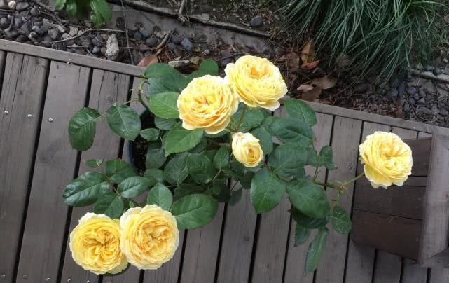  『值得』花型似玫瑰，“好养易活”四季有花开，此盆栽花值得入手！