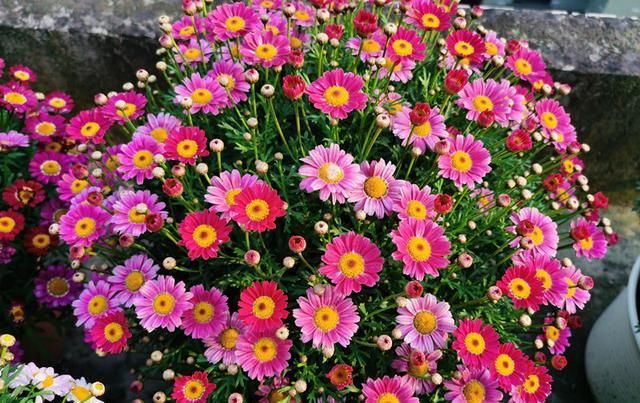  盆栽@此盆栽花是世界名花，号称“爆盆神器”，花期超半年，养护很容易
