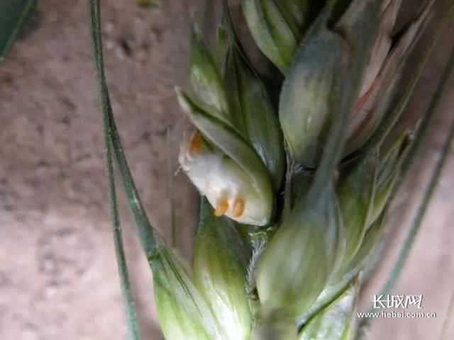  [不漏]专家提醒：河北麦区严密监控吸浆虫和条锈病