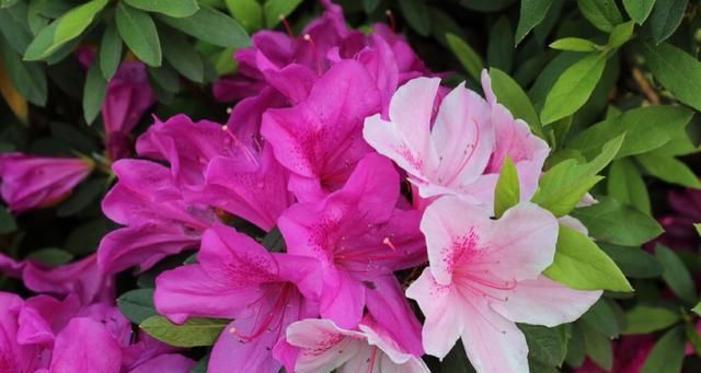  「艳丽」养护“杜鹃花”，做对这3个方法，枝叶繁茂花色艳丽讨人爱