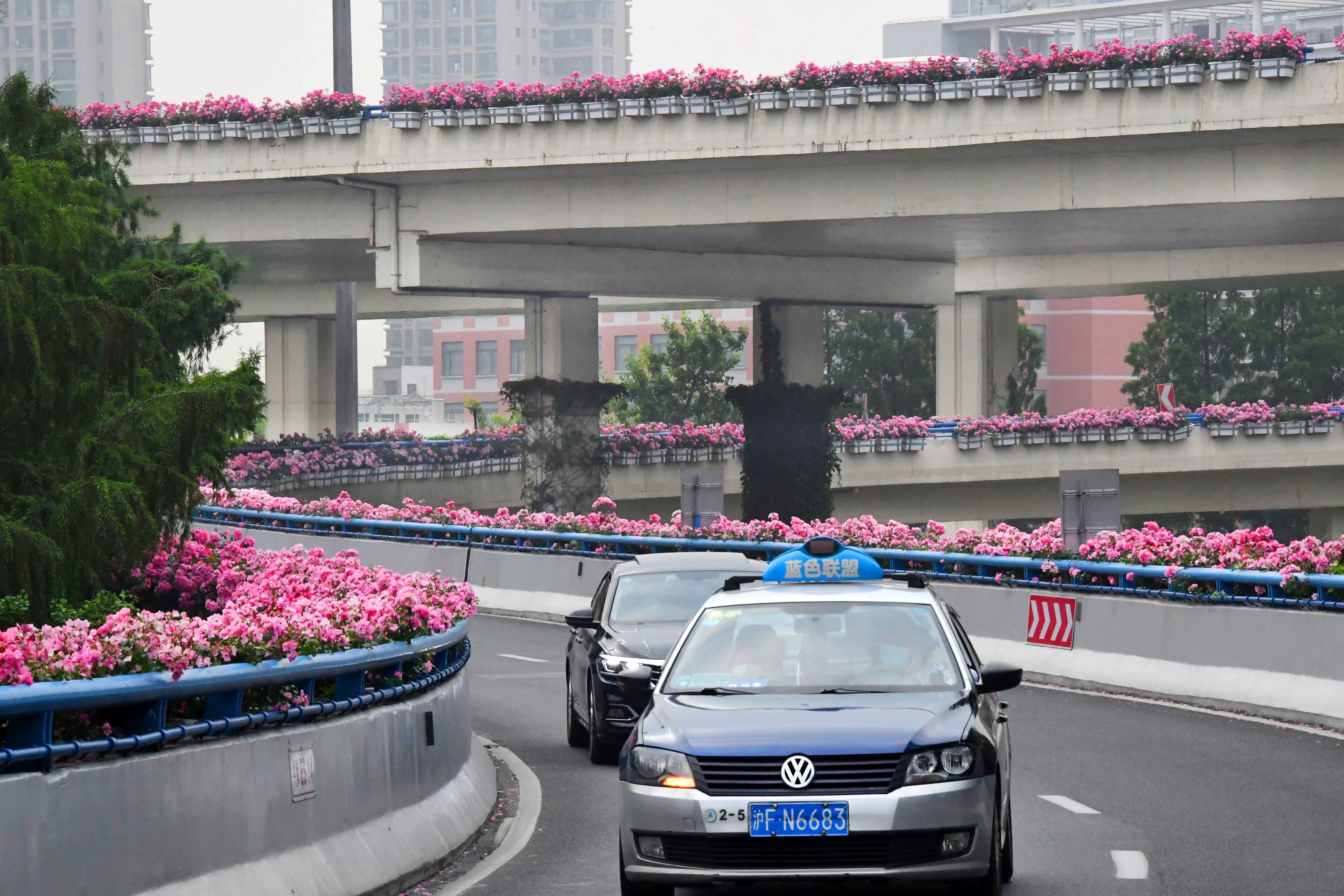  『月季』16万盆月季亮相上海高架，美翻了！