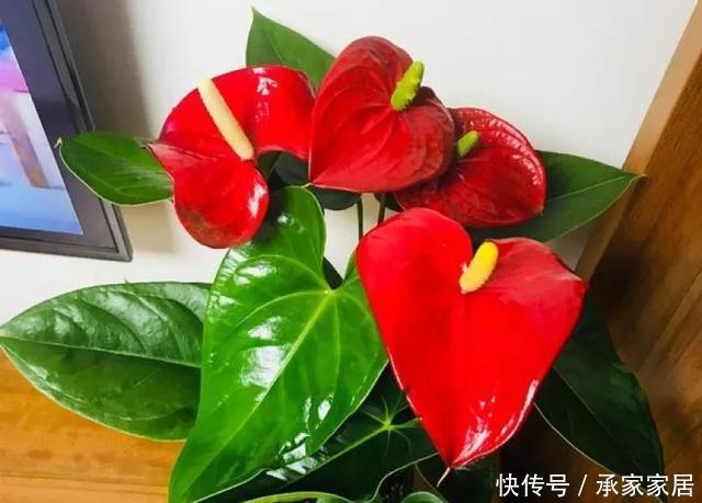 保活:养花小技巧:养花全靠1句话,100%保活!