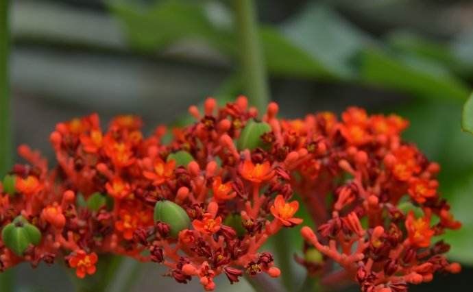  #玉树#喜欢养花，不如养盆玉树珊瑚叶大而翠绿，花序鲜艳夺目。