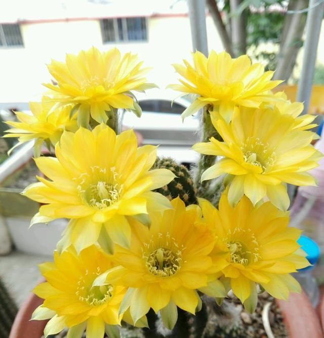  『漂亮』此款盆栽仙人球，一年多次开花，花超漂亮，种植简单，很值得拥有