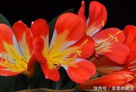  喜欢|家养君子兰，这“3个”雷区千万不要踩，不然黄叶是家常便饭
