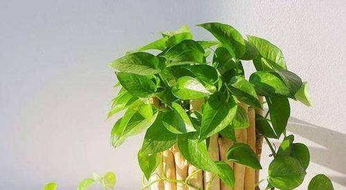  「水培植物的根系」水培植物用啥肥？2种肥料要“慎用”，很难吸收，还有可能烧根！